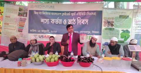 শিবচরে শস্য কর্তন ও মাঠ দিবস অনুষ্ঠিত