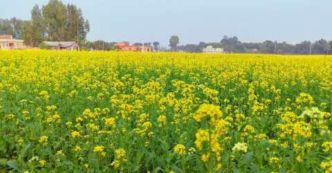 নওগায় শরিষার বাম্পার ফলন, লক্ষমাত্রা ৯৯ হাজার মেট্রিক টনের উপরে।