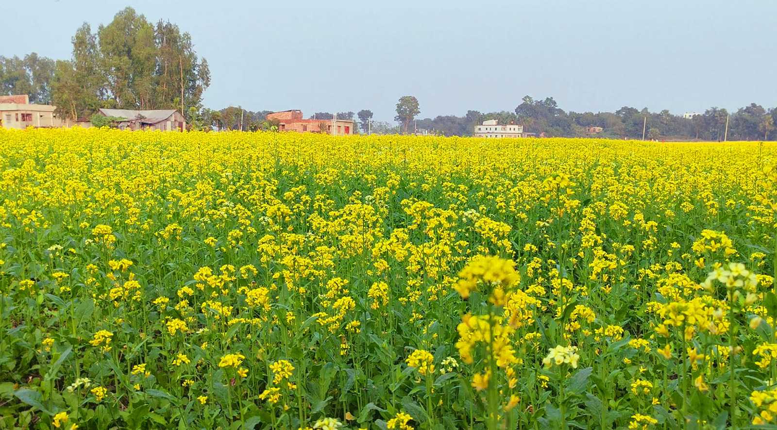 নওগায় শরিষার বাম্পার ফলন, লক্ষমাত্রা ৯৯ হাজার মেট্রিক টনের উপরে।