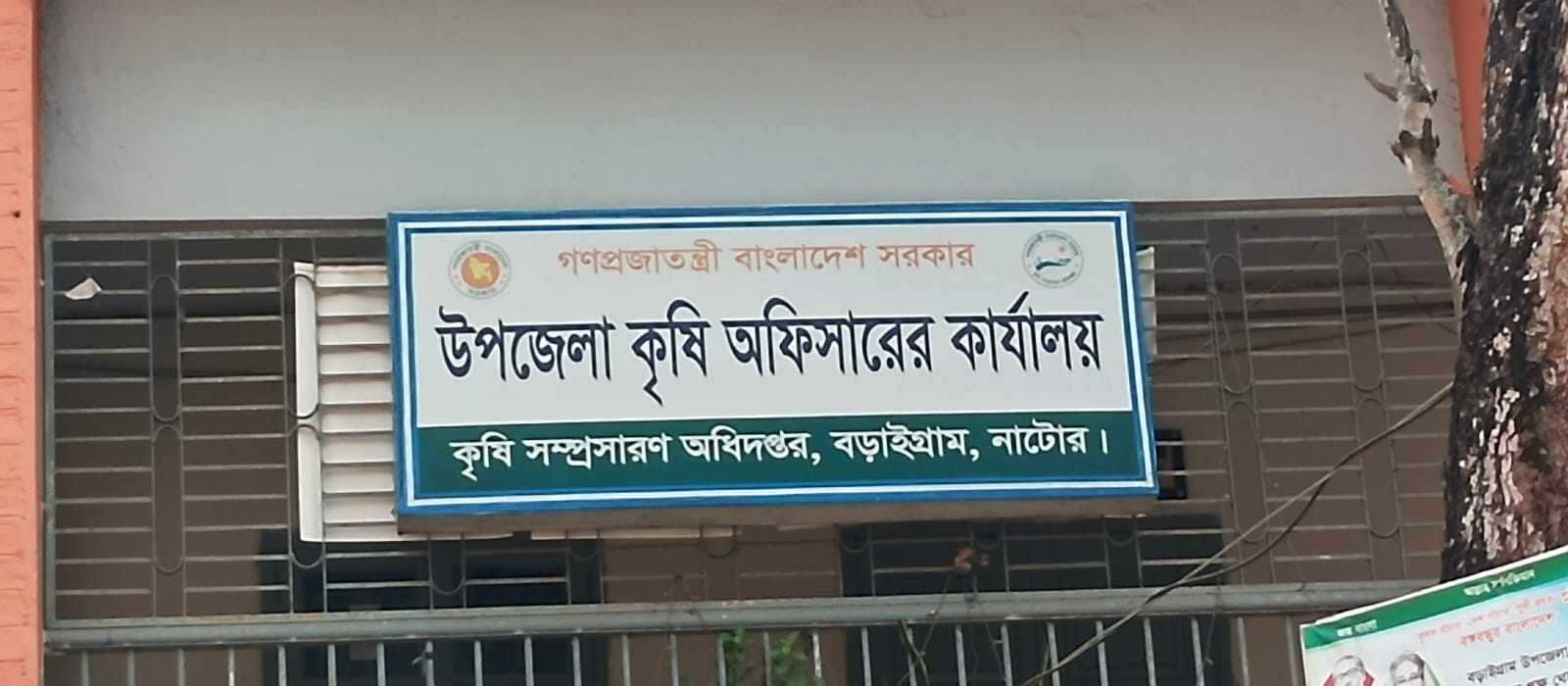 বড়াইগ্রামে কৃষি প্রণোদনা বিতরণে অনিয়মের অভিযোগ।