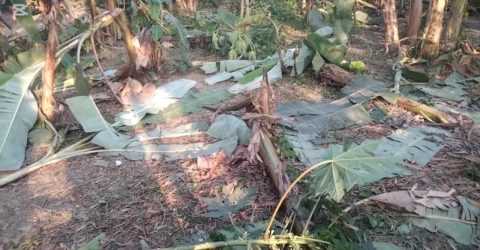 কিশোরগঞ্জের কুলিয়ারচরে বক্সবাজানো নিষেধ দেয়ায় শতাধিক ফলজ গাছ কর্তন
