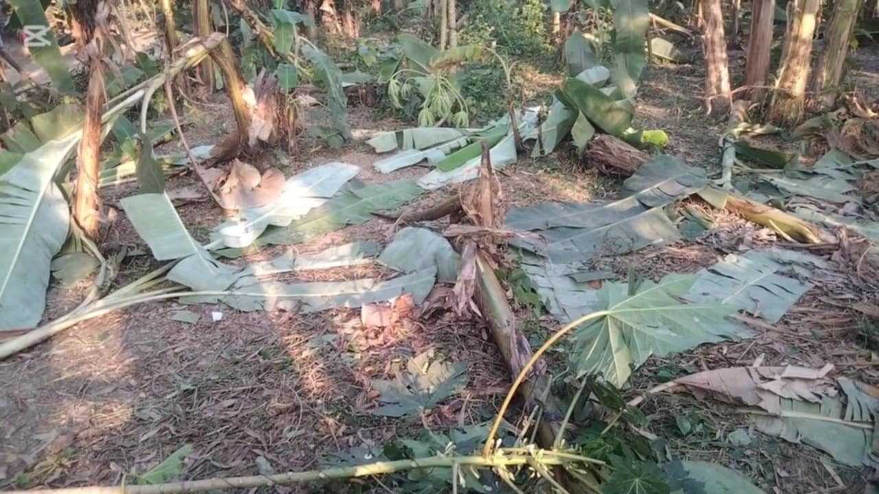কিশোরগঞ্জের কুলিয়ারচরে বক্সবাজানো নিষেধ দেয়ায় শতাধিক ফলজ গাছ কর্তন