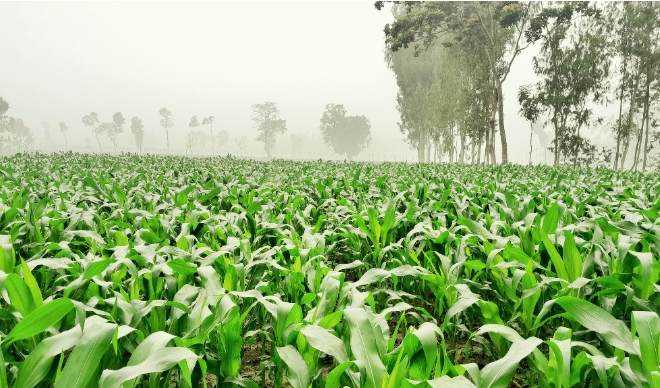 অল্প পরিশ্রমে বেশি লাভের আশায় ভুট্টা চাষে স্বপ্ন বুনছেন লালমনিরহাটের ভুট্টা চাষিরা