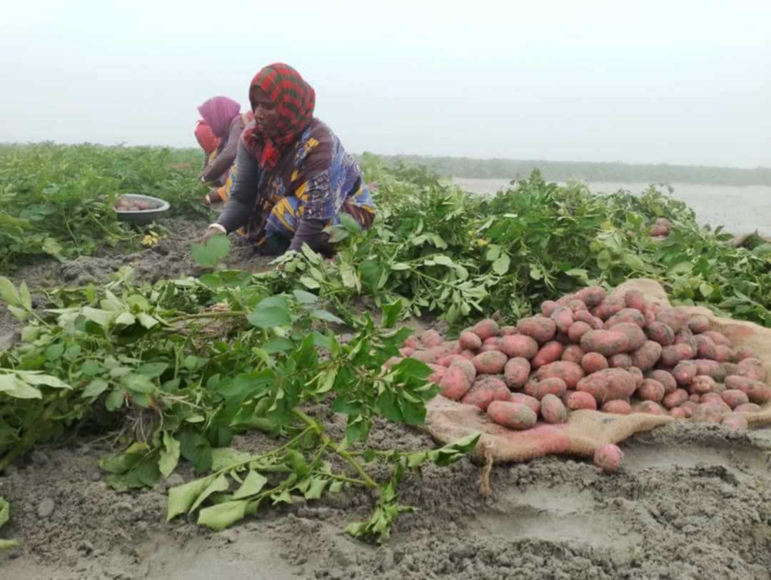 রাজারহাটে চরাঞ্চলে আলু চাষাবাদে মুলধন হারানো আশঙ্কা করছে কৃষকরা