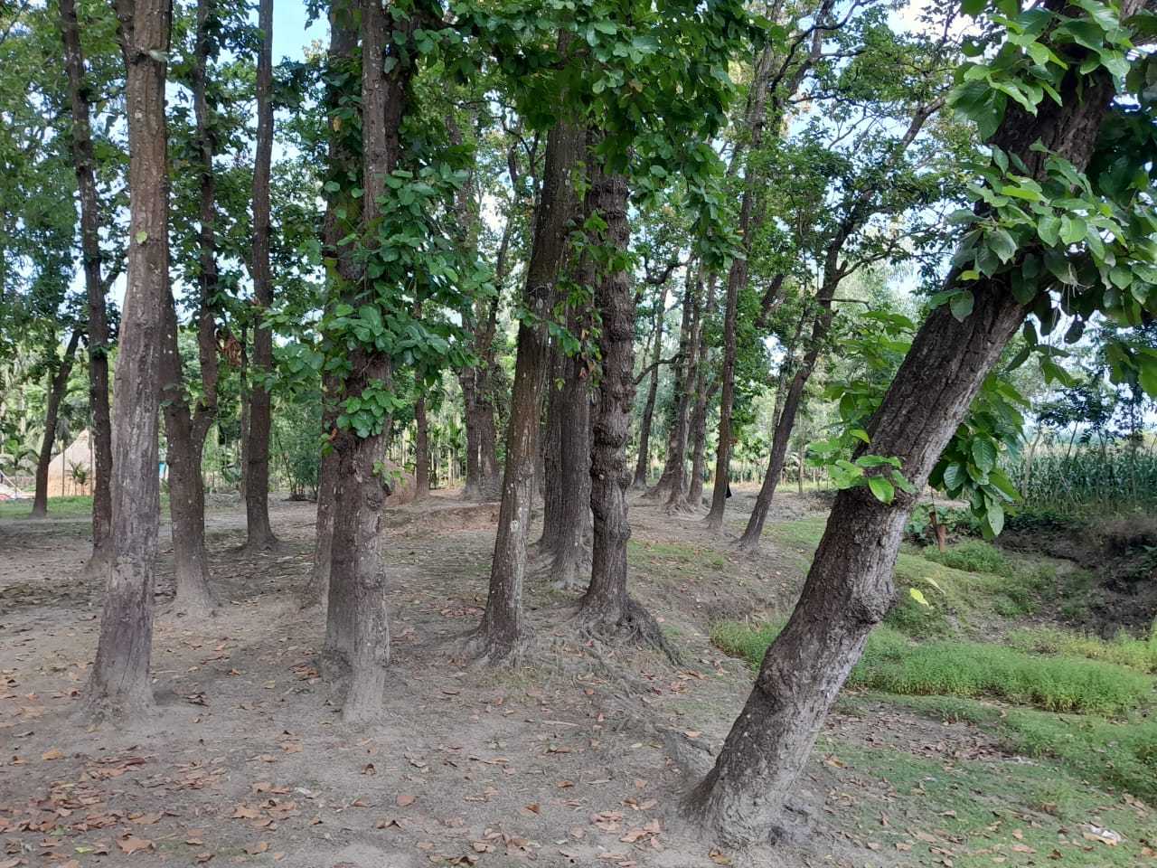 কুচক্রী মহলের ছত্র ছায়ায়,ধংস হতে চলেছে,বন বিভাগের মূল্যবান গাছ,।