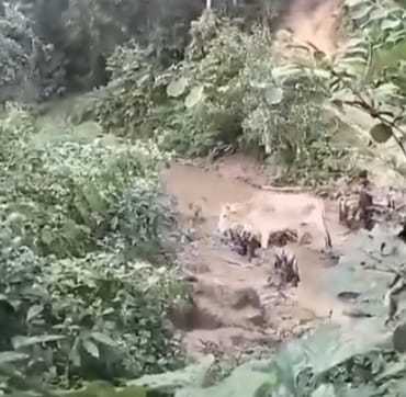 টেকনাফ ও নাইক্ষ্যংছড়ি সিমান্ত দিয়ে ঢুকছে হাজারও রোহিঙ্গা, নিরাপত্তাহীন কক্সবাজাবাসী