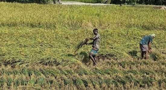 মিঠাপুকুরে সাংবাদিকের পরিবারকে প্রাণ নাশের হুমকি, জমির ফসল নষ্ট থানায় অভিযোগ