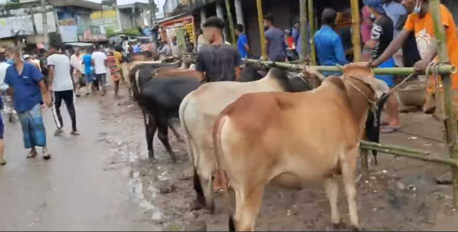বিশ্বনাথে ধীরে-ধীরে জমছে পশুর হাট: ক্রেতাশুন্যতা: চাহিদার চেয়ে গরু ছাগল বেশি