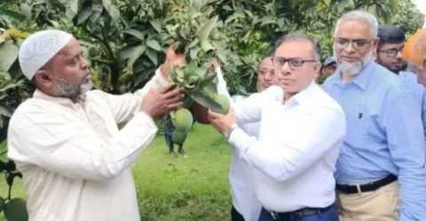 রংপুর অর্থনীতিতে সমৃদ্ধি হচ্ছে হাড়ি ভাঙ্গা আম : জেলা প্রশাসক রবিউল ফয়সাল
