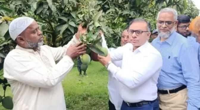 রংপুর অর্থনীতিতে সমৃদ্ধি হচ্ছে হাড়ি ভাঙ্গা আম : জেলা প্রশাসক রবিউল ফয়সাল
